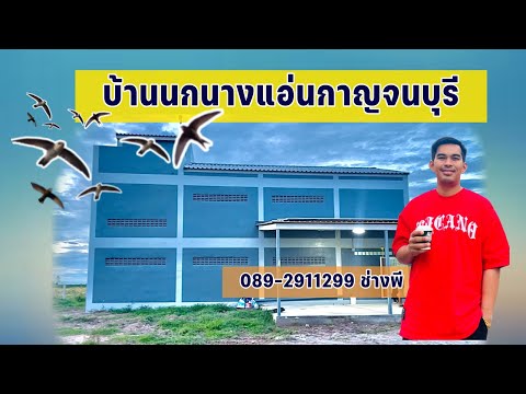 บ้านนกนางแอ่นกาญจนบุรี0892911299ช่างพีบ้านนกแอ่นช่างพีบ้านนก