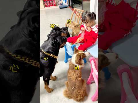 家里以后能统帅“三军”的就是她了! #罗威纳 #罗威纳护卫犬 #rottweilerdog #rottweiler #bordercollie #边牧 #老友狗狗 #pets #萌宠 #向威和一坨