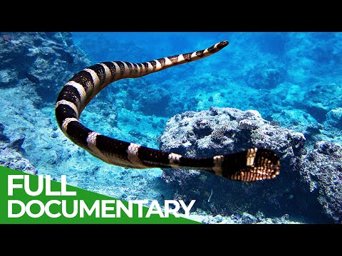 YouTube video thumbnail: In the Realm of the Deadly Niue Sea Krait