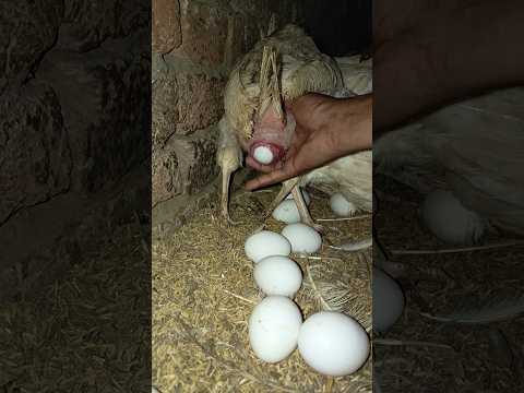 fresh eggs every morning from my hens