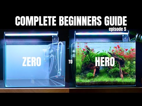 EP:5 Complete Aquascaping Beginners Guide - Adding Fish!