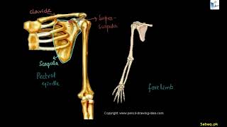 Pectoral Girdle and Forelimb