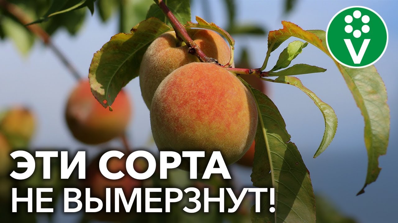 Топ-6 сортов персика для сурового климата