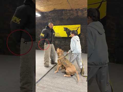 पिटबुल कुत्ते का सैन्य प्रशिक्षण परीक्षण😍||#shorts #shortsfeed #shortsvideo #viral #viralvideo #dog