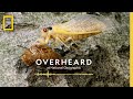 Cicada Chronicles: Love, Life, and Fungus