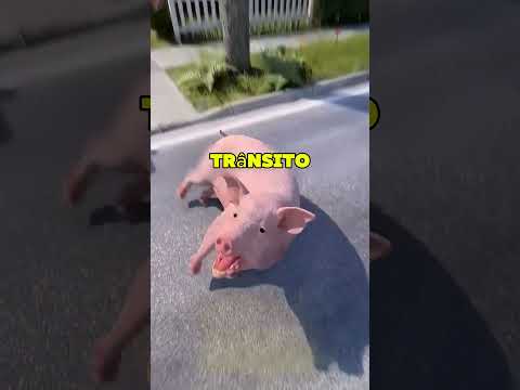 Essa Porquinha Salvou a Vida da Dona 😲❤️🐷