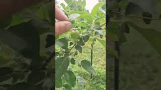 BACKYARD ORCHARD UPDATE!!!! HAPPY TREES!!!