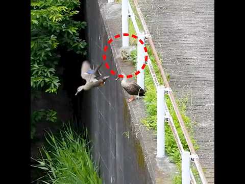 カルガモ親子が引っ越しの飛び降り訓練🦆野鳥の子育て🐤