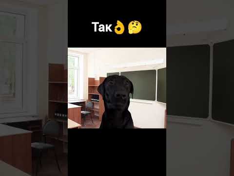 почему так происходит!?😫 #ютуб #cat #актив #мемасики #рек 🤯😱