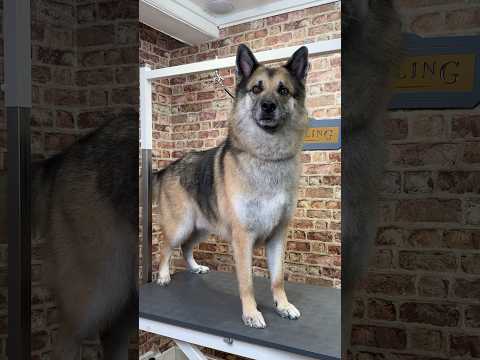 Doggy Daily Episode 430: Zero the GSD X Wolf Dog #doggrooming #funny