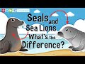 Identifying Pinnipeds and Their Traits