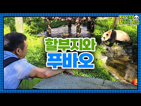 (SUB) [전지적 할부지 시점] ep.194 푸바오! 할부지가 널 보러 왔다! 중국에서 다시 만난 푸바오와 강바오🐼│Panda World