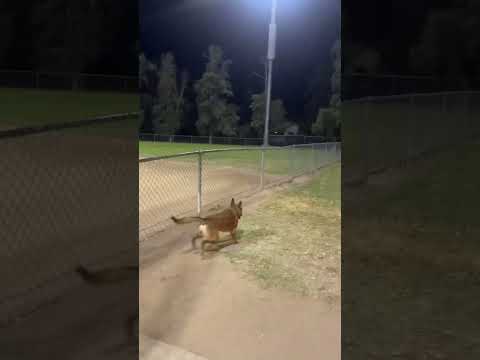 Guy - “Why that one?”                            Dog - “Why not?” #workingdog #dogtraining #trending