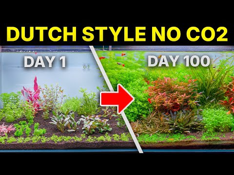 WE DON'T NEED CO2 ANYMORE! Step by step Low Tech Dutch Style Aquascape