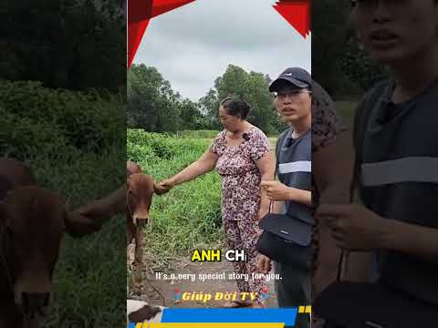 Chú bò "chạy trốn" gần 2000 cây số may mắn không thành món ăn trên dĩa #giupdoitv #doclavietnam