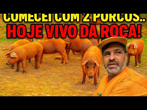 CRIAÇÃO DE PORCOS NA ROÇA COM BAIXO CUSTO E ALTA LUCRATIVIDADE