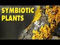 Symbiotic Relationships in Nature