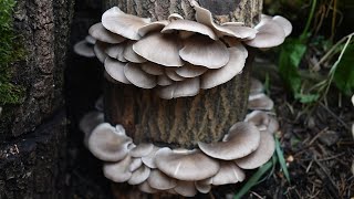 Ciuperci pe busteni in gradina cu metoda totem