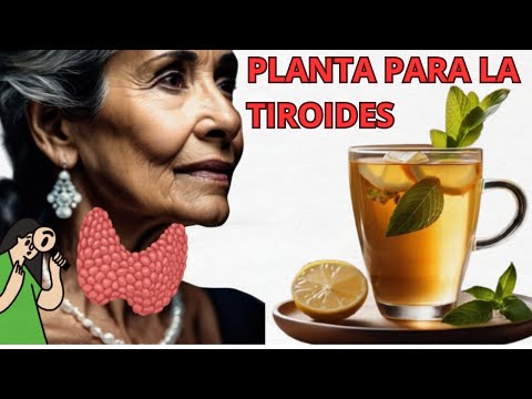 LA PLANTA #1 PARA TU TIROIDES!