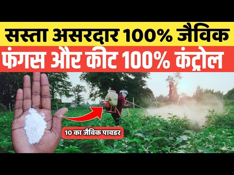 बेकिंग सोडा का चमत्कार! 🍃 Organic Fungicide & Insecticide का सस्ता और असरदार उपाय | Baking Soda