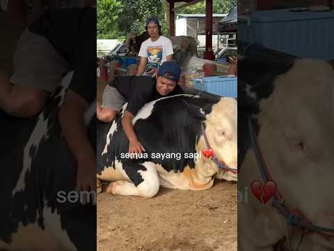 Semoga pengorbanan sapi-sapi itu membawa berkah🤍