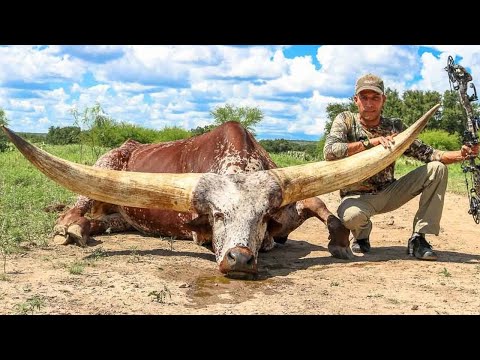 Hewan Dengan Tanduk Terbesar & Terpanjang di Dunia