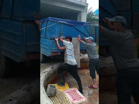 Proses Bongkar Ikan🐟