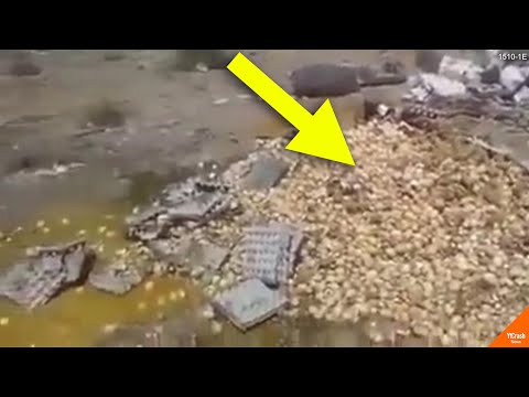 APA INI KEAJAIBAN..?!! Telur Busuk Dibuang dan Terkena Sinar Matahari, Jangan Kaget ini yang Terjadi