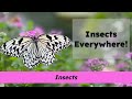 Insect Characteristics and Habitats