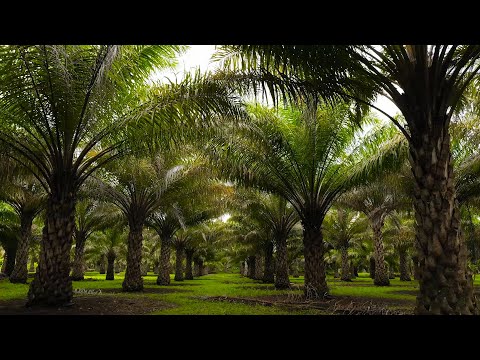 18.07.2025 – REPORTAJES UMH TV "Un refugio climático"