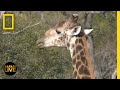 Wildlife Behavior and Survival Tactics