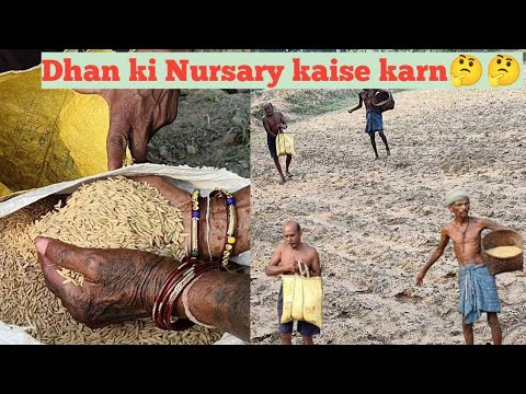 आज धान की बुनाई हमलोग कैसे किए || धान की नर्सरी कैसे करें 🤔🤔🤔 ||