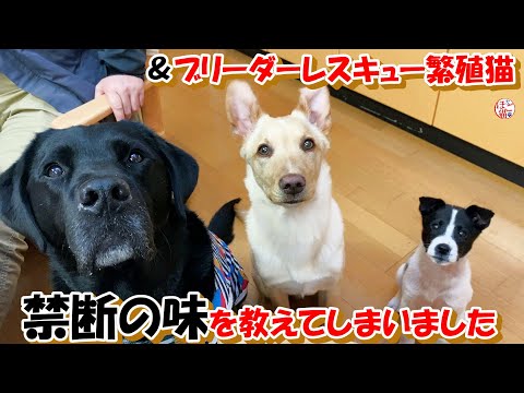 【ﾌﾞﾘｰﾀﾞｰﾚｽｷｭｰ　繁殖猫　保護犬】子犬達に禁断の味を教えてしまいました＆繁殖猫達の行動に涙＋おまけコーナー