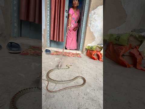 माताजी के घर में सांप प्रवेश कर रहा था 😱🐍 beautiful ornate snake #youtubeshorts #wildliferescue