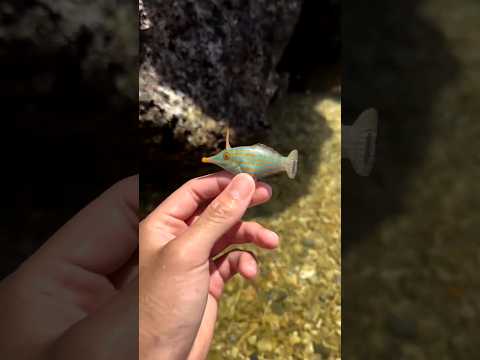 incredible animal growth