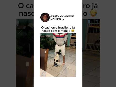 O cachorro brasileiro já nasce com o molejo: #shorts