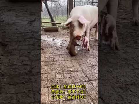 速度革命！猪爸甩头持续加速，黄鼠狼体验极速摇摆 #加速进行时 #极速救援 #动物亲情 #农场守护者