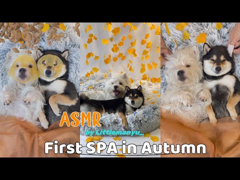 【ASMR】First Immersive SPA in Autumn | Manyu & Bai