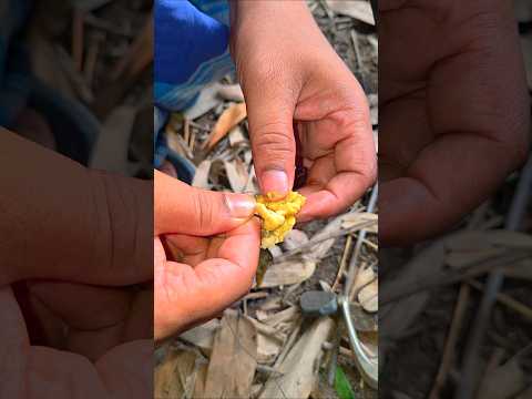 Mutton Intestine Guts Fat Fish Catching Rupchand