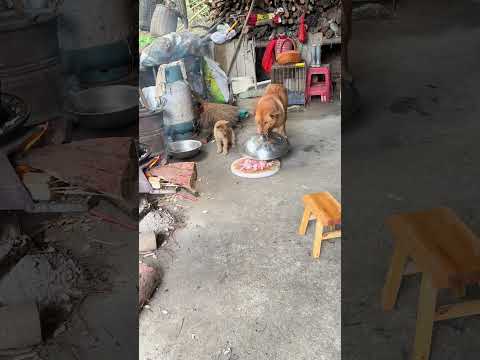 Mom Dog Sneaks Meat to Her Puppies! 🐶 #Dog #Meat #Puppy