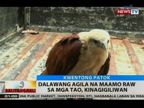 Dalawang agila na maamo raw sa mga tao, kinagigiliwan | Videos | GMA
