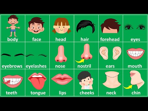 Bé học Tiếng Anh các bộ phận trên cơ thể | Body parts for Kids | Parts of the body in English.