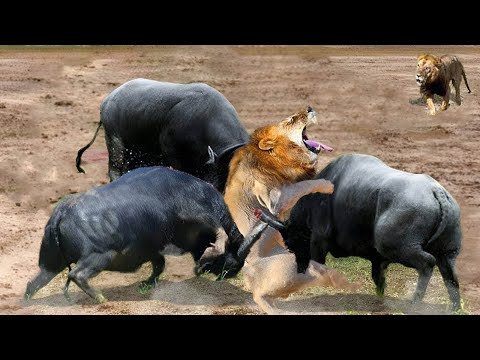 OMG! The Angry Buffalo Attacked The Lion To Protect Itself But Could Not