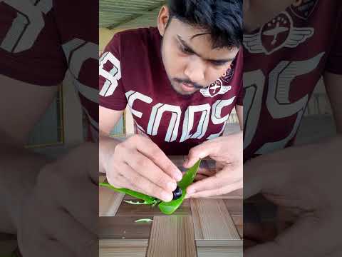 Growing jamun tree at home - Simple Method | #shorts #mrspark27