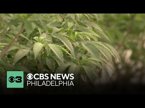 YouTube video thumbnail: Recreational Marijuana Sales Begin in Delaware on Friday