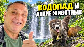 Приехали к водопаду — а там целый зоопарк!
