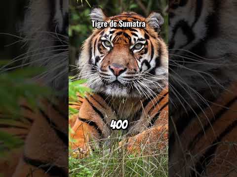 Animales que Desaparecerán en 2026 para Siempe 🐾😨