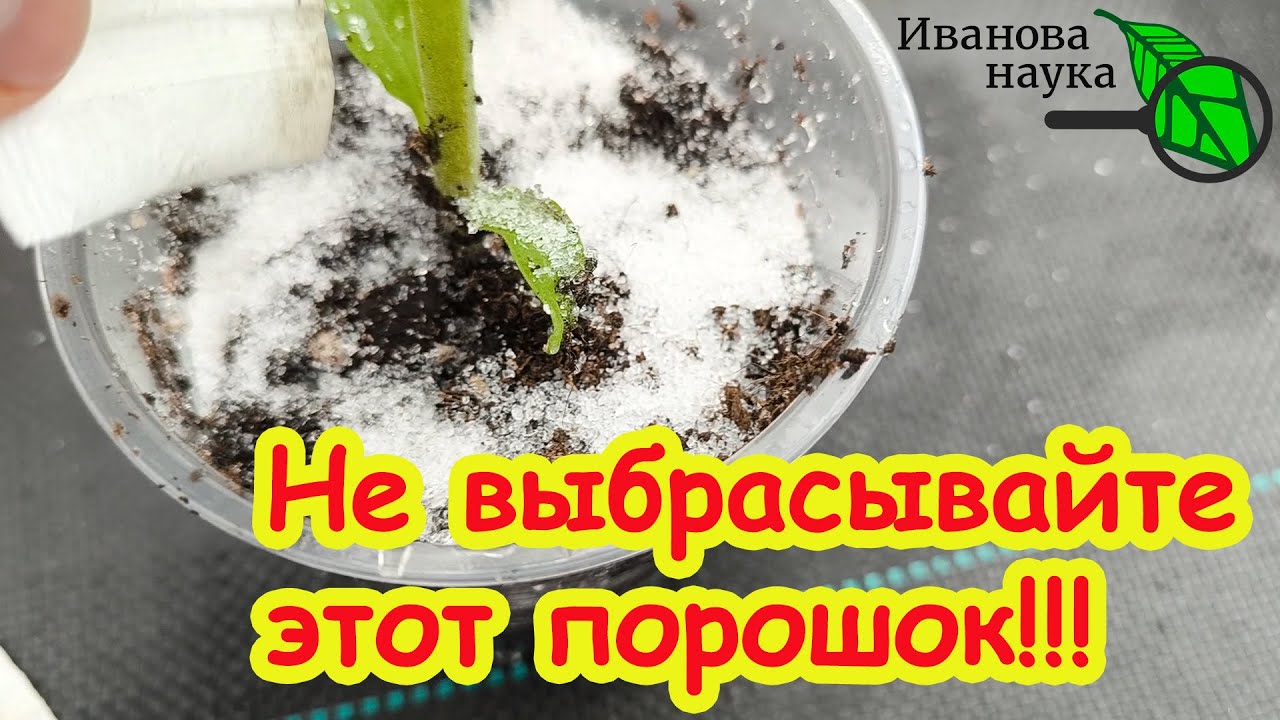 Ошибка, которая уменьшает урожай! Капля этого порошка всё исправит! Чудо-порошок из мусорного ведра.