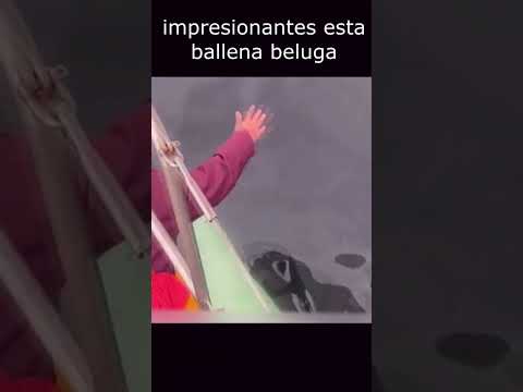 impresionante ballena pide ayuda a un humano para rescatar a su compañera