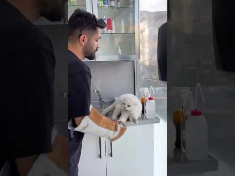 BEYAZ KEDİ SALDIRISI!